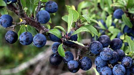 Sloe  