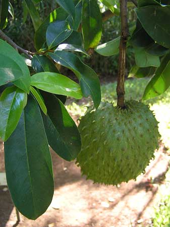 Soursop  