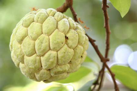 Sugar Apple 