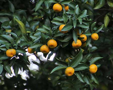 Tachibana Orange