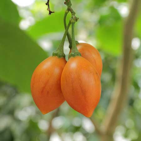 Tamarillo  