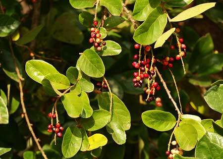 Tassel Berry 