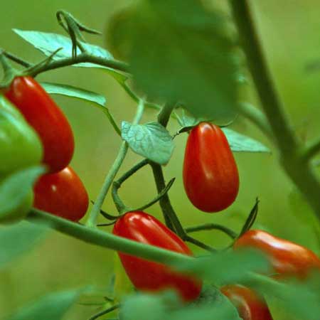 Teardrop Tomato 