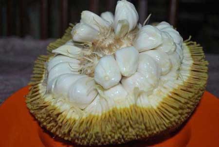 Terap