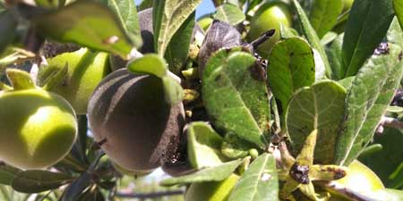 Texas Persimmon 