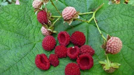 Thimbleberry  