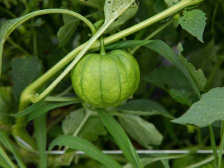 Tomatillo