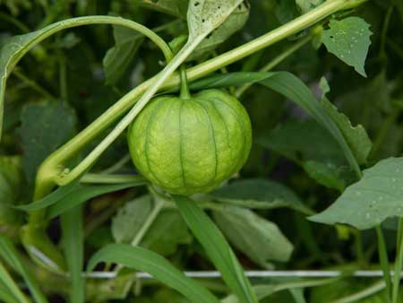 Tomatillo  