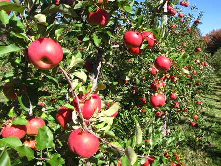 Topaz Apple