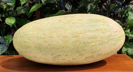 Torpedo Melon