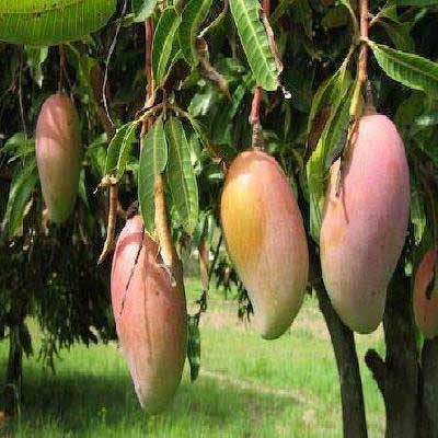 Totapuri Mango