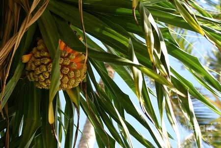 Tourist Pineapple 