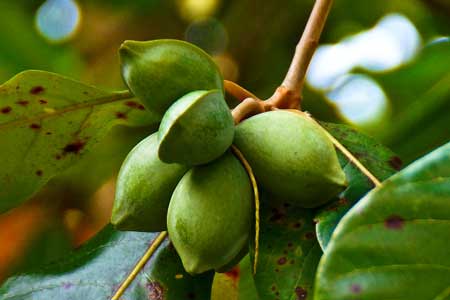 Tropical Almond