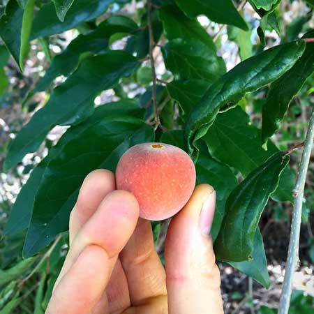 Tropical Apricot