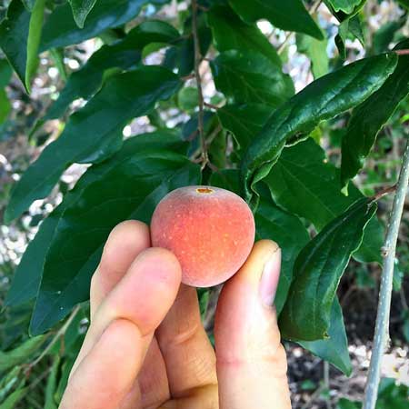 Tropical Apricot 