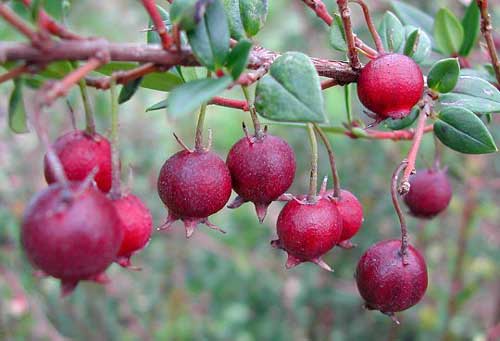 Ugni Berry