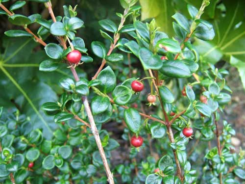 Ugni Molinae