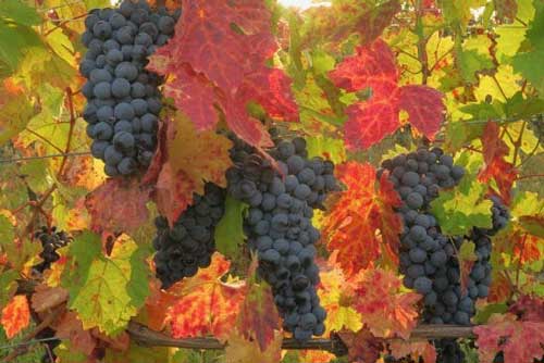 Uvalino Grape