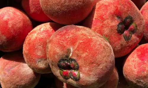 Velvet Apple