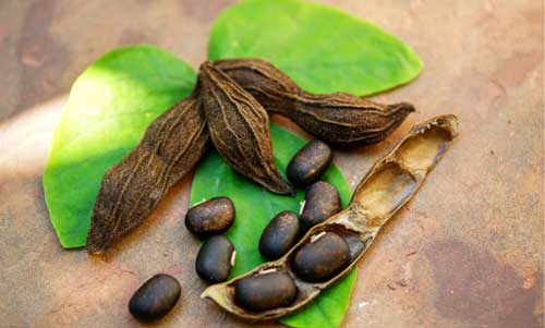 Velvet Bean