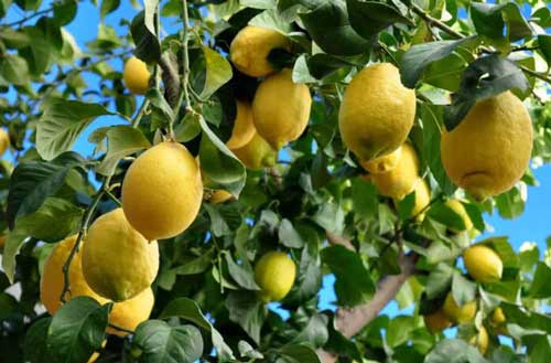 Verna Lemon