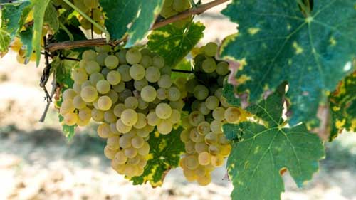 Vernaccia Grape