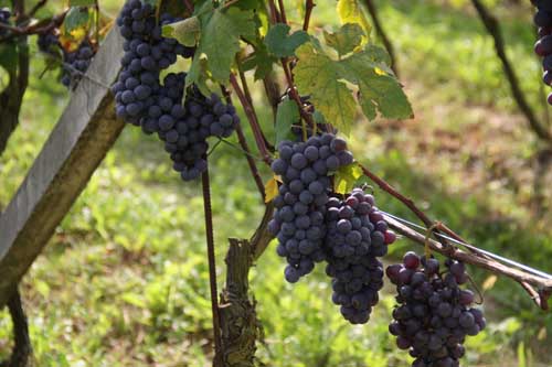 Vespolina Grape