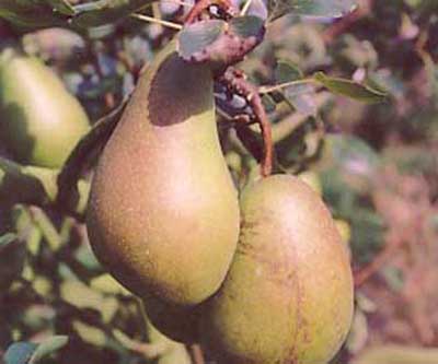 Vicar of Winkfield Pear