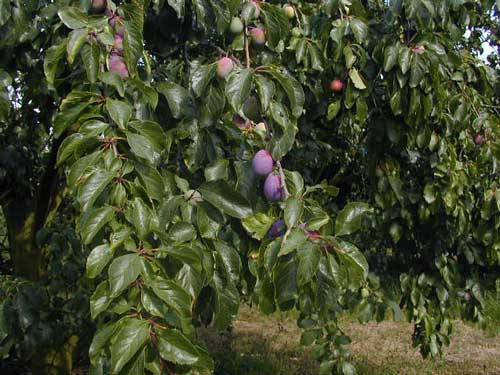 Victoria Plum
