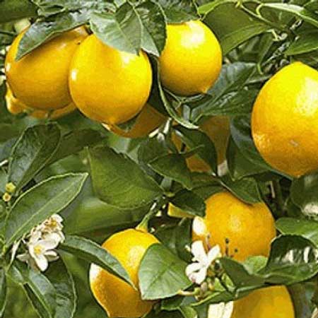 Villafranca Lemon