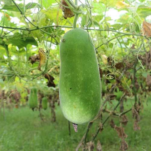 Wax Gourd