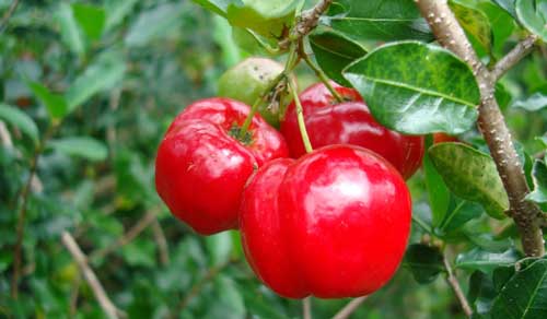 West Indian Cherry