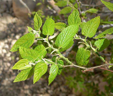 Western Hackberry