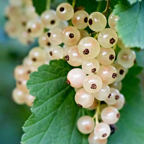 White Currant