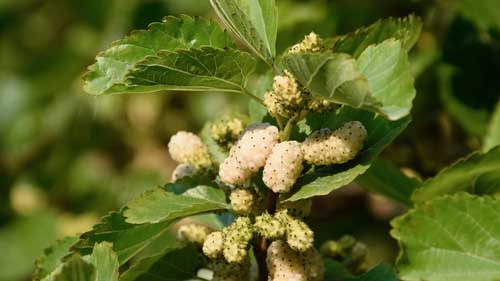 White Mulberry