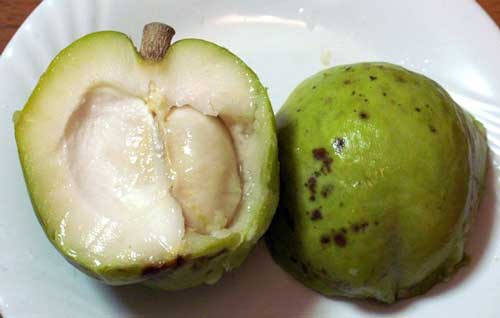 White Sapote