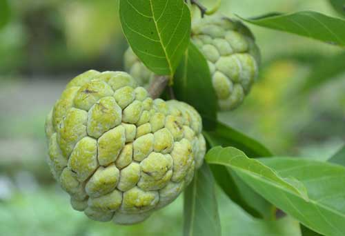 Wild Custard Apple