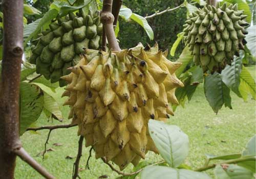 Wild Sugar Apple