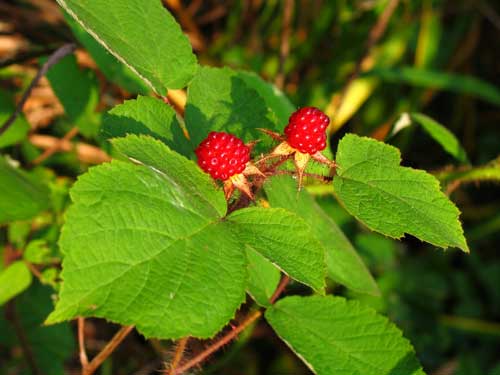 Wineberry 