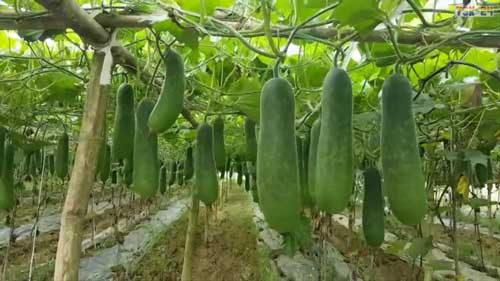 Winter Melon