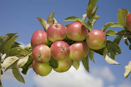 Worcester Pearmain Apple