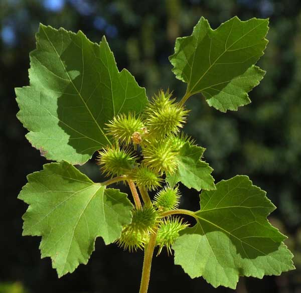 Xanthium 