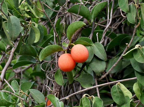 Ximenia Americana