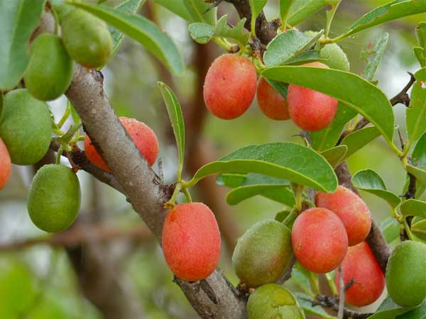 Ximenia Caffra