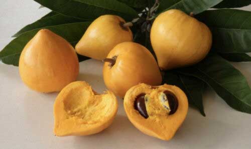 Yellow Sapote