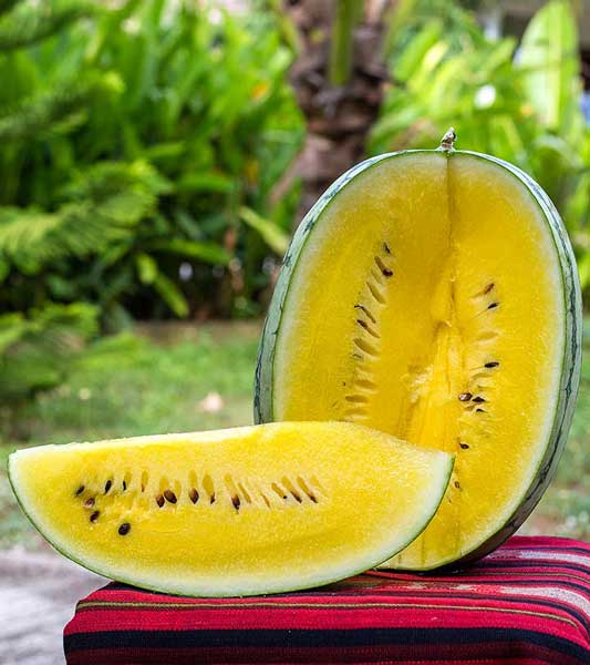 Yellow Watermelon