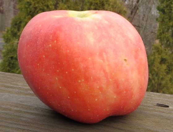 York Imperial Apple