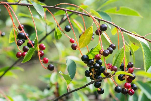 Yunnan Hackberry