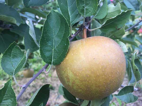 Zabergau Reinette Apples