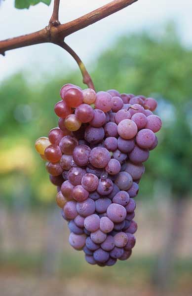 Zierfandler Grape